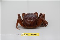 藏品(帝王仿相手蟹)的圖片